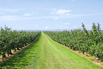 Image showing apple trees loaded with apples in an orchard in summer