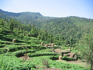 Image showing Himalaya Padi Fields