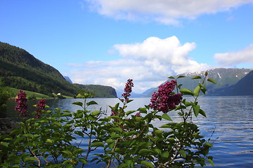 Image showing Wonderful fjord greens of norvege in spring