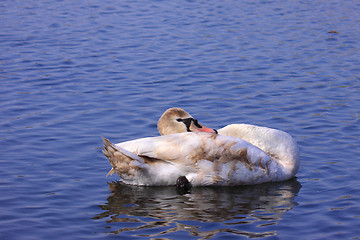 Image showing a young mute swan make her toilet. his attitude is soft