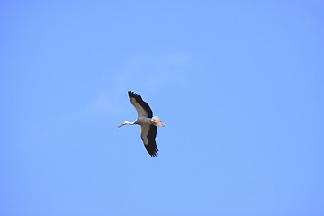 Image showing large stork flying in a blue sky