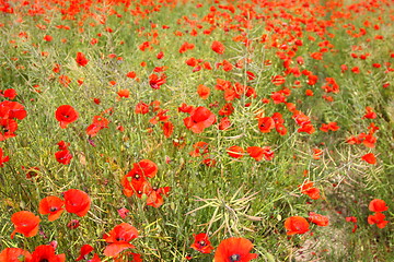 Image showing Fields of poppies in spring in France