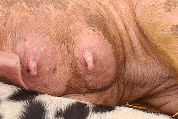 Image showing piglets suckling their mother lying on the straw