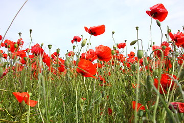 Image showing Fields of poppies in spring in France
