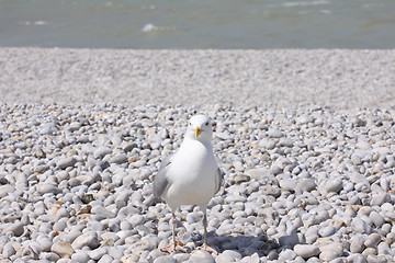 Image showing portrait of a seagull on shingle beach