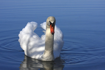 Image showing Wild swan mute on its lake in France.