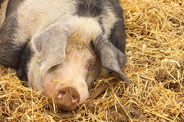 Image showing close up of a very big pig pink and black