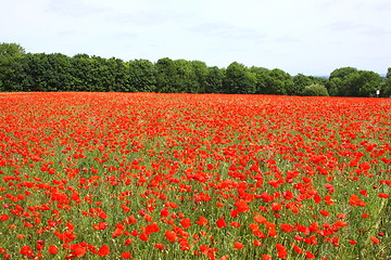 Image showing Fields of poppies in spring in France