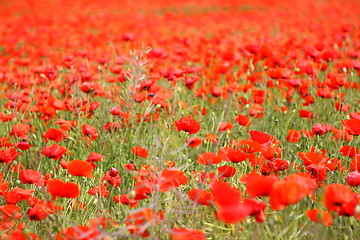 Image showing Fields of poppies in spring in France