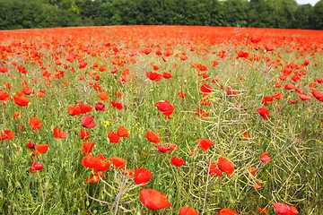 Image showing Fields of poppies in spring in France