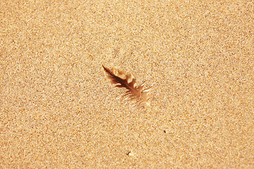 Image showing pen of a young gull on sand