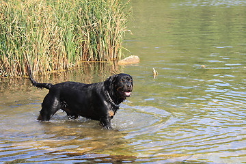 Image showing female rottweiler playing in the water of a river