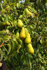 Image showing pear trees laden with fruit in an orchard in the sun