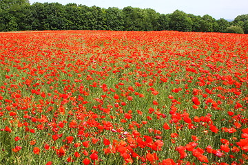 Image showing Fields of poppies in spring in France