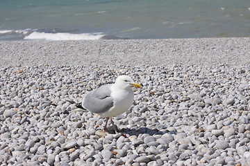 Image showing portrait of a seagull on shingle beach