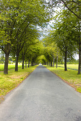 Image showing tree-lined road in the spring in the countryside