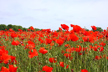 Image showing Fields of poppies in spring in France