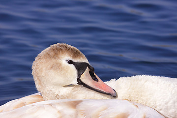Image showing a young mute swan make her toilet. his attitude is soft