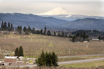 Image showing Pear Orchard in Hood River Oregon