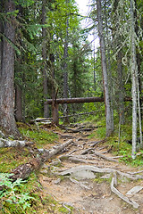 Image showing Forest path