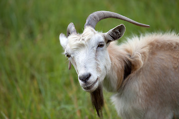 Image showing Portrait of goat