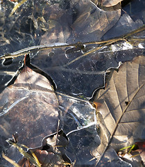 Image showing frosted autumn foliage