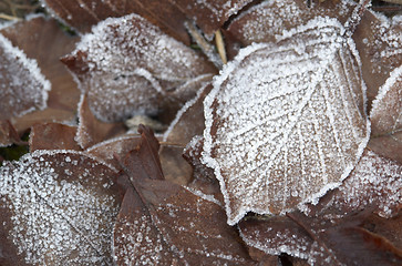 Image showing frosted autumn foliage