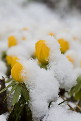 Image showing winter aconites