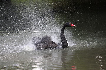 Image showing Black swan, anatidae