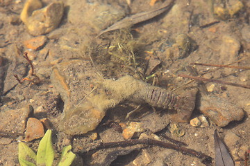 Image showing crayfish in its natural environment, in water