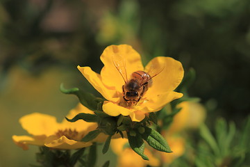 Image showing Bee, Apoidea, Abeille