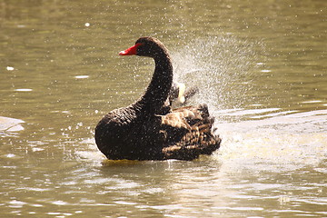 Image showing Black swan, anatidae