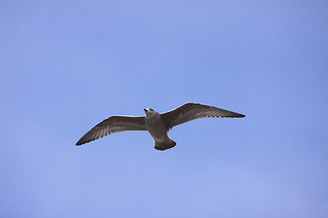 Image showing Young Gull, seagull