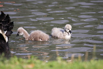 Image showing Young black swan, cygnets anatidae