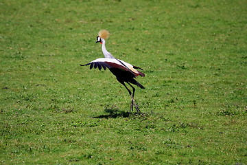 Image showing crowned crane