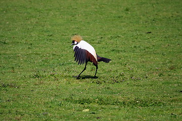 Image showing crowned crane