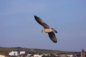 Image showing Young Gull, seagull