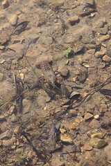 Image showing crayfish in its natural environment, in water