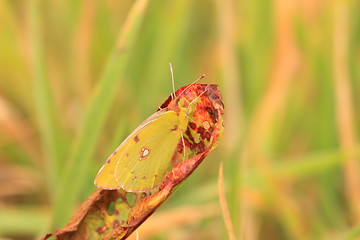 Image showing colias crocea, le soucis