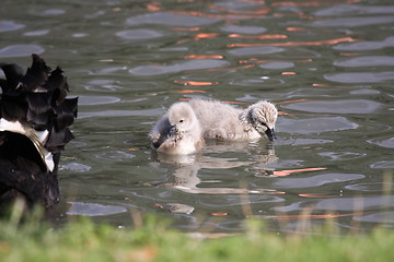 Image showing Young black swan, cygnets anatidae