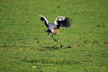 Image showing crowned crane