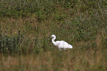 Image showing Little Egret, Aigrette Garzette