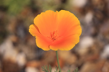 Image showing Eschscholtzia of California, california poppy