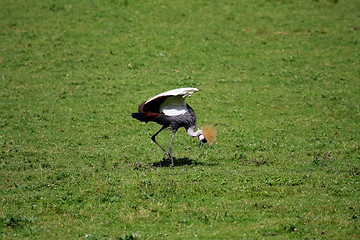 Image showing crowned crane