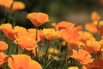 Image showing Eschscholtzia of California, california poppy