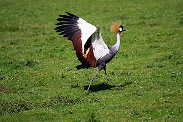 Image showing crowned crane