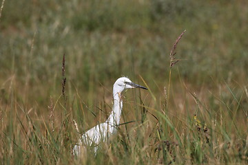 Image showing Little Egret, Aigrette Garzette