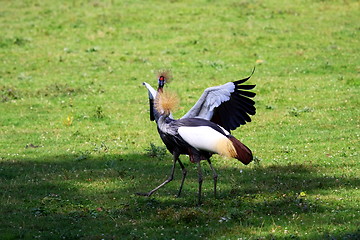 Image showing crowned crane