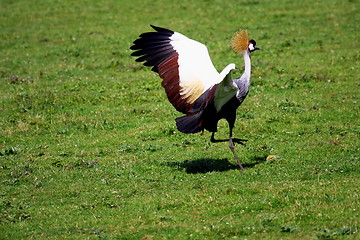 Image showing crowned crane