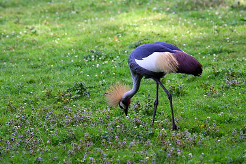 Image showing crowned crane